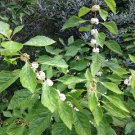 Arrival Scrophularia Umbrosa Water Figwort, Limited Edition - Exclusive