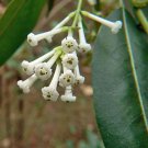 Imported Bestselling Best Seller Pack of 10 Seeds Annona Muricata