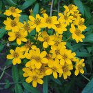 Pack of 5 Seeds Canarina Collector's Choice Canariensis Canary Bellflower, -