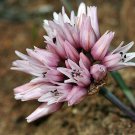 Must Have Pack of 10 Seeds Centaurea Nigra Black Knapweed, - Discounted
