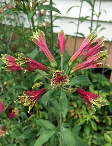 Discounted Diplacus Cusickii Cusick'S Monkeyflower, Pack of 20 Seeds (2202)