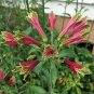 Discounted Diplacus Cusickii Cusick'S Monkeyflower, Pack of 20 Seeds (2202)