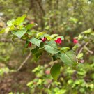 Pack of 50 Seeds Erythranthe Bestselling Lewisii Lewis'S Monkeyflower, - Best