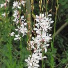 Rare Find Calochortus Eurycarpus Sagebrush Mariposa Pack of 10 Seeds Lily, -