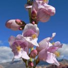 Special Offer Dimocarpus Longan Dragon'S Eye, Pack of 5 Seeds (414) Popular Pick