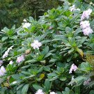 Philadelphus Virginalis Virgin'S Bower, - Fresh Stock Hot Sale Pack of 20 Seeds