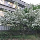 Offer Pack of 10 Seeds Imported Hot Sale Brachychiton Acerifolius Flame