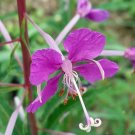Collector's Choice Pack of 10 Seeds New Arrival Calochortus Gunnisonii