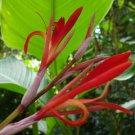Pack of 5 Seeds Passiflora Seemannii Highly Rated Seemann'S Passion Flower, -