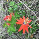 Customer Favorite Pack of 400 Seeds Salvia Apiana White Sage, - Best Seller
