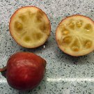 Gmelina Arborea Beechwood Pack of Exclusive 5 Seeds Tree, - New Arrival