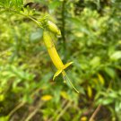 Seasonal Favorite Pack of 100 Seeds Exclusive Machaeranthera Bigelovii