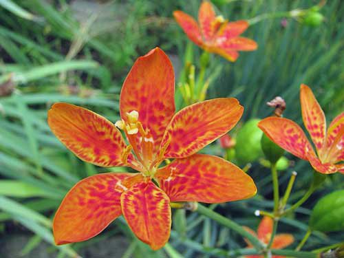 New Arrival Nymphaea Rubra Red Water Must Have Lily, Pack of 10 Seeds (3375)