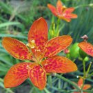 New Arrival Nymphaea Rubra Red Water Must Have Lily, Pack of 10 Seeds (3375)