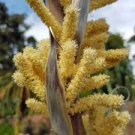 Pack of 5 Seeds Petrea Volubilis Queen'S Wreath, - New Arrival Seasonal