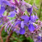 Tabernaemontana Divaricata Pinwheel Flower, - Limited Edition Pack of 5