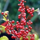 Annuus Italian White, - Limited Edition Pack of 5 Seeds Collector's