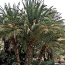 Musa Balbisiana 'Gigantea' King Pack of 10 Seeds Kong, - Limited Edition Top