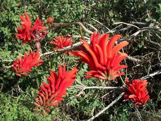 Phormium Tenax Yellow Wave, - Highly Rated Exclusive Pack of 20 Seeds