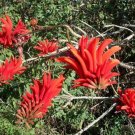 Phormium Tenax Yellow Wave, - Highly Rated Exclusive Pack of 20 Seeds