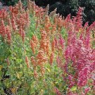 Quality Special Offer Pack of 10 Seeds Tropaeolum Nanum Dwarf