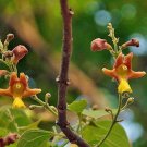 Henkelii Henkel'S Yellowwood, Pack of 10 Seeds - Hot Sale Annual