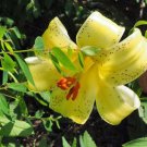 Collector's Choice Pack of 5 Seeds Aristolochia Californica California