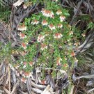 Pack of 100 Seeds Bestselling Bouteloua Gracilis Blue Grama, Perennial