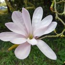 US Local Exclusive Bestselling Clematis Popular Pick Orientalis Oriental