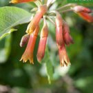 Best Seller Gentianopsis Pack of Hot Item 20 Seeds Thermalis Springs