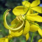 Best Seller Pack of 100 Seeds Bestselling Macrotyloma Uniflorum Horse Gram,