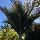 Sent From US Premium Discounted Pack Limited Edition of 5 Seeds Caesalpinia