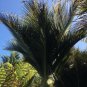 Sent From US Premium Discounted Pack Limited Edition of 5 Seeds Caesalpinia