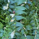 Locally Grown Bestselling Caryota Urens Fishtail Palm, Heirloom Pack of