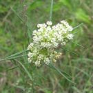 of 10 Seeds Langloisia Setosissima Bristly Langloisia, - Limited Edition