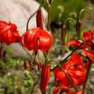 Discounted Best Seller Salvia Macrophylla Andean Sage, Heirloom Seeds