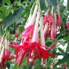 Clianthus Puniceus Alba White Kakabeak, - Limited Edition Pack of 5 Seeds