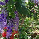 Erythrina Indica Indian Pack of Top Quality 5 Seeds Coral Tree, - Discounted