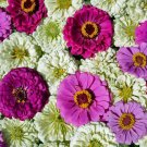 Aliciella Subnuda Coral Gilia, - Special Offer Pack of 20 Seeds Hot Item