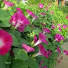 Solanum Aethiopicum African Pack of Bestselling 10 Seeds Eggplant, - New Arrival