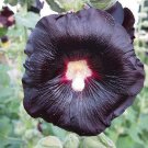 Premium Uvularia Pack of New Arrival 5 Seeds Grandiflora Large-Flowered