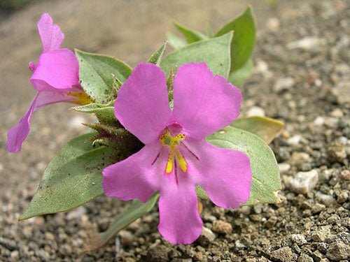 Highly Rated Lycium Andersonii Anderson'S Desert Pack of 100 Seeds Thorn, -
