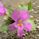 Highly Rated Lycium Andersonii Anderson'S Desert Pack of 100 Seeds Thorn, -