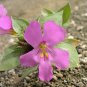 Highly Rated Lycium Andersonii Anderson'S Desert Pack of 100 Seeds Thorn, -