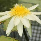 Pack of 10 Seeds Magnolia Bestselling Sieboldii Oyama Magnolia, - Discounted