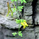 Pack of 10 Seeds Limited Special Offer Edition Cucumis Melo Argestis Argestis