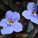 Discounted Cymbopogon Martini Palmarosa, Special Offer Pack of 50 Seeds (2067)