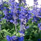 Pack of 20 Seeds Solanum Betaceum Tree Tomato, - Exclusive Best Seller