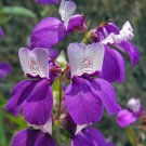 Erythranthe Cardinalis Scarlet Monkeyflower, Hot Sale Pack of 50 Seeds (2344)