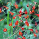 Limited Edition Fuchsia Pack of Collector's Choice 20 Seeds Bracelinae